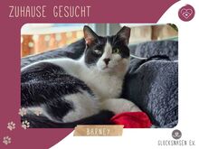 BARNEY, Katze, Europäisch Kurzhaar in Bulgarien