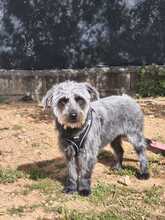 LULA, Hund, Mischlingshund in Spanien