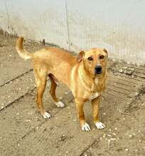 LORDNELSON, Hund, Mischlingshund in Rumänien