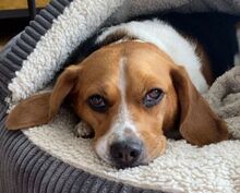 PIPPO, Hund, Beagle in Leverkusen