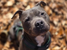 FIETE, Hund, American-Staffordshire-Terrier-Mischling in Hamburg