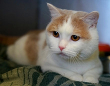FOX, Katze, Britisch-Kurzhaar-Mischling in Hamburg