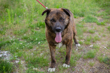 BAMBI, Hund, Mischlingshund in Kroatien