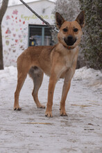 KIMO, Hund, Mischlingshund in Ungarn