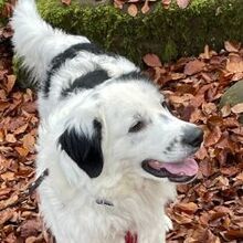 SPARKYBOY, Hund, Mischlingshund in Urspringen