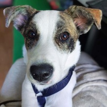 KIRA, Hund, Labrador - Jack Russel - Mix in Hamburg