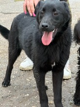 CAIRO, Hund, Mischlingshund in Bulgarien