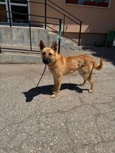 LEXA, Hund, Mischlingshund in Bulgarien