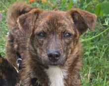LOU, Hund, Mischlingshund in Maßbach