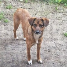 LESSI, Hund, Mischlingshund in Bad Münstereifel