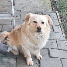 CARAMEL, Hund, Mischlingshund in Forchheim