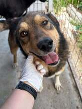 DEXTER, Hund, Mischlingshund in Nürnberg