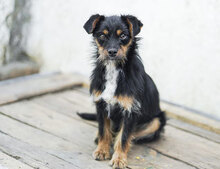 LENJA, Hund, Mischlingshund in Bulgarien