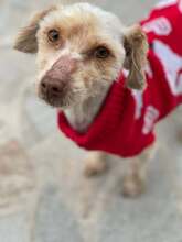 IDEFIX, Hund, Mischlingshund in Heroldsberg