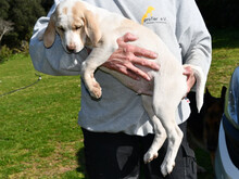 BARU, Hund, Mischlingshund in Saarbrücken