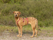 BRANDY, Hund, Mischlingshund in Hanstedt