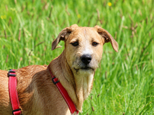 BLAKE, Hund, Mischlingshund in Lindlar