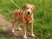 BOBY-BABY, Hund, Mischlingshund in Lindlar