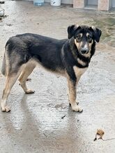 LUNA, Hund, Mischling in Bargteheide