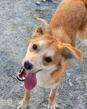 MATTEO, Hund, Mischlingshund in Hersbruck