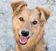 THALIA, Hund, Mischlingshund in Rumänien