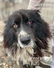 CASPER, Hund, Mischlingshund in Rumänien