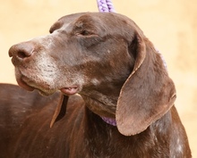 JHARNA, Hund, Pointer in Zypern