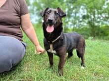BIRDIE, Hund, Dackel-Mix in Ungarn