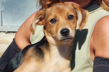 MAMBO, Hund, Jagdhund-Mischling in Italien