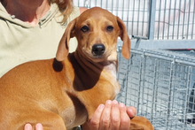MANGO, Hund, Jagdhund-Mischling in Italien