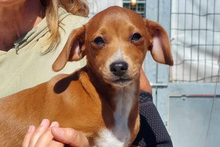 MERINGA, Hund, Jagdhund-Mischling in Italien