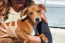 MIKO, Hund, Jagdhund-Mischling in Italien