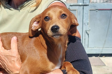 MIRTILLO, Hund, Jagdhund-Mischling in Italien