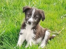 NALA, Hund, Mischlingshund in Rumänien