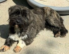 TINA, Hund, Mischlingshund in Rumänien