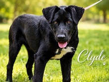 CLYDE, Hund, Mischlingshund in Portugal