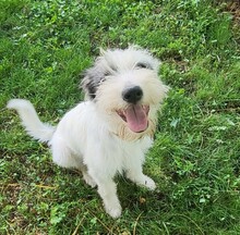 CHUCKY, Hund, Mioritic Hirtenhund-Mix in Rumänien