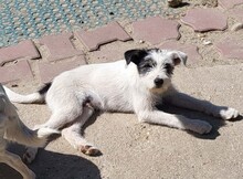 CHUCKY, Hund, Mischlingshund in Rumänien