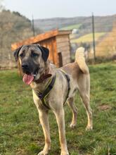 ARMANI, Hund, anatolischer Hirtenhund/türkicher Mastiff in Overath