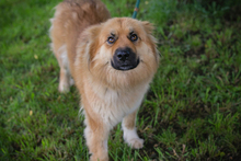 CHIPNR256099, Hund, Mischlingshund in Kroatien