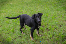 CHIPNR255422, Hund, Mischlingshund in Kroatien