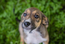 CHIPNR291118, Hund, Mischlingshund in Kroatien