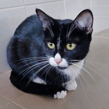 KAILA, Katze, Europäisch Kurzhaar in Spanien