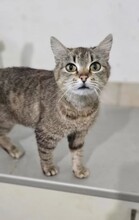 KATZE1, Katze, Hauskatze in Rumänien