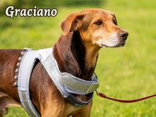 GRACIANO, Hund, Mischlingshund in Portugal