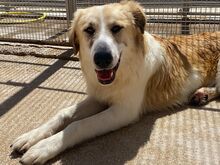 ARAMIS, Hund, Mischlingshund in Italien
