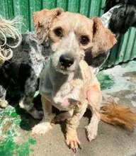 CARINO, Hund, Mischlingshund in Rumänien