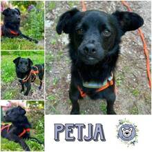 PEETJA, Hund, Mischlingshund in Aumühle