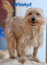 WHISKY2, Hund, Yorkshire-Terrier-Mix in Spanien