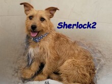 SHERLOCK2, Hund, Yorkshire-Terrier-Mix in Spanien